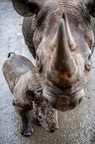 Black rhinoceros (Diceros bicornis)