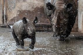 Black rhinoceros (Diceros bicornis)