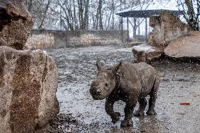 Black rhinoceros (Diceros bicornis)