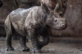 Black rhinoceros (Diceros bicornis)