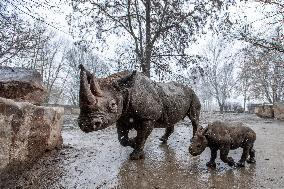 Black rhinoceros (Diceros bicornis)