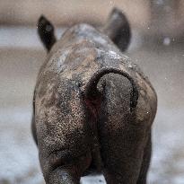 Black rhinoceros (Diceros bicornis)