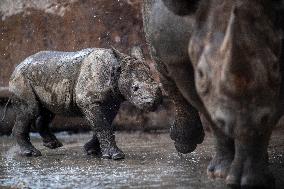 Black rhinoceros (Diceros bicornis)