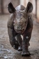 Black rhinoceros (Diceros bicornis)