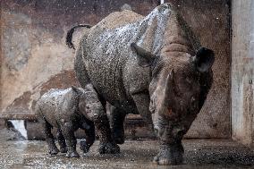 Black rhinoceros (Diceros bicornis)