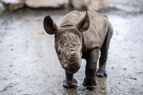 Black rhinoceros (Diceros bicornis)