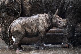 Black rhinoceros (Diceros bicornis)