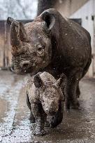 Black rhinoceros (Diceros bicornis)