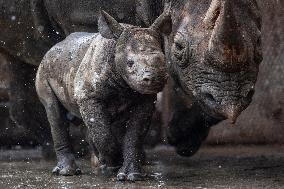 Black rhinoceros (Diceros bicornis)