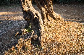 Camping Utjeha, old olive tree