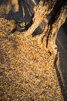 Camping Utjeha, old olive tree