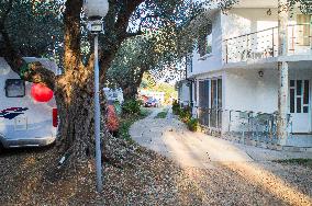 Camping Utjeha, old olive tree