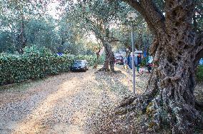 Camping Utjeha, old olive tree