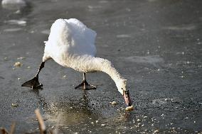 mute swan (Cygnus olor), frozen lake, ice