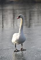 mute swan (Cygnus olor), frozen lake, ice