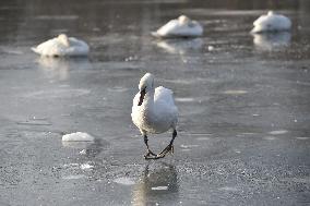 mute swan (Cygnus olor), swans, frozen lake, ice