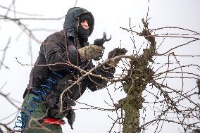 winter fruit tree pruning