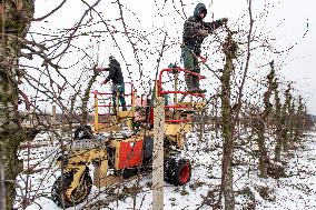 winter fruit tree pruning