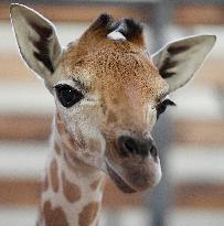 Rothschild giraffe calf (GIRAFFA CAMELOPARDALIS LINNAEUS)