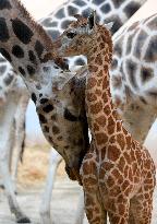 Rothschild giraffe calf (GIRAFFA CAMELOPARDALIS LINNAEUS)