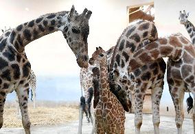 Rothschild giraffe calf (GIRAFFA CAMELOPARDALIS LINNAEUS)