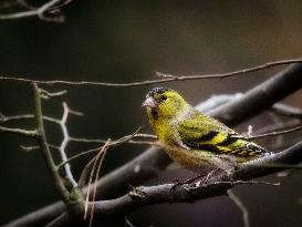 Eurasian siskin, branch, bush