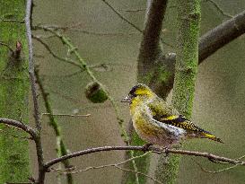 Eurasian siskin, branch, bush