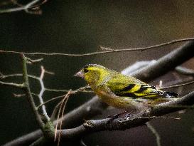 Eurasian siskin, branch, bush