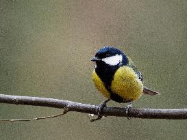 Great Tit on a branch