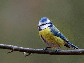 Eurasian Blue Tit on a branch