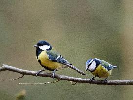 Two birds on a branch