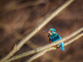 Kingfisher on a branch