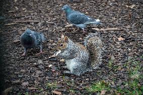 Grey squirrel, chickaree, Sciurus carolinensis, pigeon, pigeons