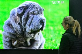 Alza.cz, the largest Czech e-shop, , SAMSUNG QLED 8K, dog