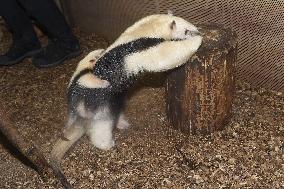 southern tamandua (Tamandua tetradactyla), collared anteater, lesser anteater, pup