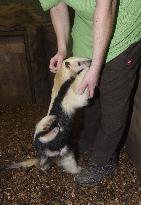 southern tamandua (Tamandua tetradactyla), collared anteater, lesser anteater, pup