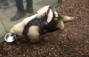 southern tamandua (Tamandua tetradactyla), collared anteater, lesser anteater, pup