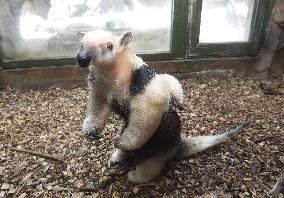 southern tamandua (Tamandua tetradactyla), collared anteater, lesser anteater, pup