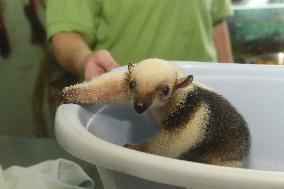 southern tamandua (Tamandua tetradactyla), collared anteater, lesser anteater, pup