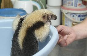 southern tamandua (Tamandua tetradactyla), collared anteater, lesser anteater, pup