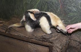southern tamandua (Tamandua tetradactyla), collared anteater, lesser anteater, pup