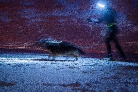 cross-country skier, skiing