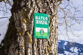 tree, Natural monument sign, Naturdenkmal, Natur Denkmal, winter, snow