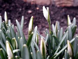 Galanthus nivalis, the snowdrop, common snowdrop