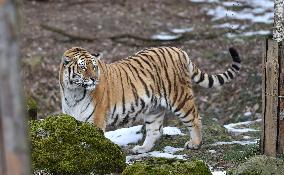 Siberian tiger (Panthera tigris tigris), male Boatsman