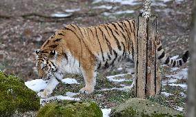 Siberian tiger (Panthera tigris tigris), male Boatsman