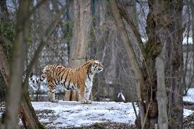 Siberian tiger (Panthera tigris tigris), male Boatsman