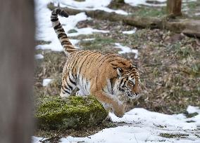 Siberian tiger (Panthera tigris tigris), male Boatsman