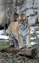 Siberian tiger (Panthera tigris tigris), male Boatsman