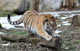 Siberian tiger (Panthera tigris tigris), male Boatsman